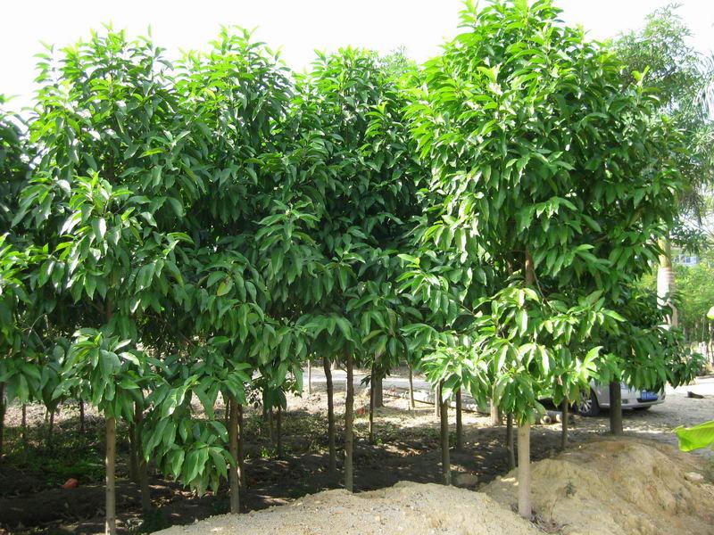 供應(yīng)白玉蘭地苗白玉蘭袋苗5-10公分白玉蘭地苗10-12公分白玉蘭地