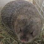 供應2012年江西萍鄉(xiāng)*價格*種苗