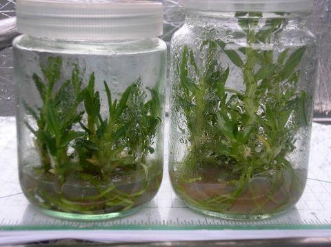 供應(yīng)湖南鐵皮石斛組培瓶供應(yīng)商定做報價