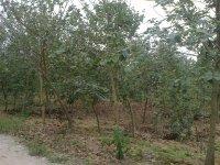 供應(yīng)靚靚的羊蹄甲小苗米徑3到15公分多