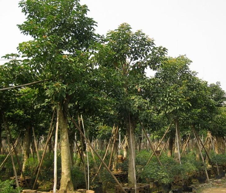 供應(yīng)紅皮秋楓小苗大樹