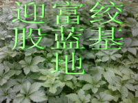 供應批發(fā)正品絞股藍，批發(fā)正品絞股藍生產產地，批發(fā)正品絞股藍廠家直銷