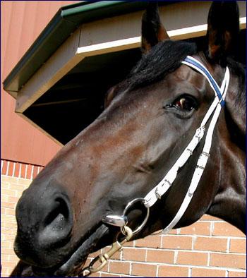 供應(yīng)PVC速賽韁 東莞PVC馬具供應(yīng)商 批發(fā)馬術(shù)用品