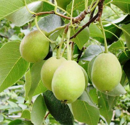 供應(yīng)香梨的產(chǎn)地