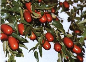 供應(yīng)新疆若羌棗供貨商