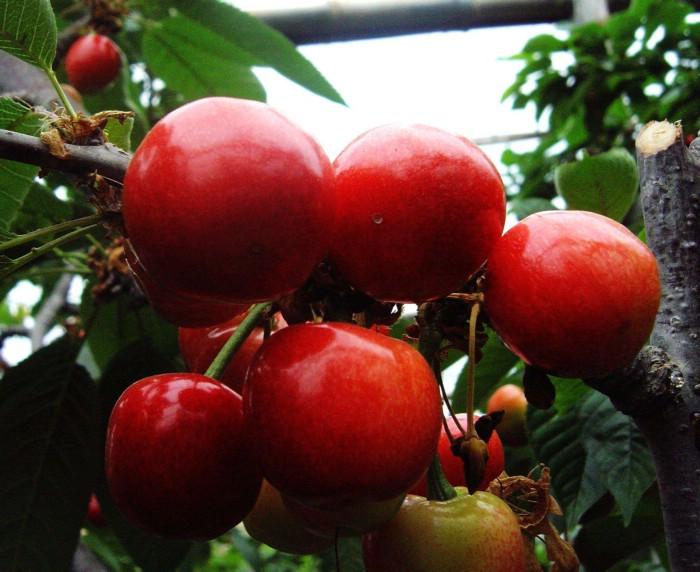 供應(yīng)深圳賽買提杏批發(fā)/深圳賽買提杏零售/深圳賽買提杏供應(yīng)商