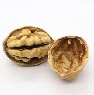 供應核桃的栽種/深圳薄皮核桃批發(fā)/深圳薄皮核桃供應