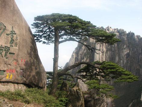 供应郑州到婺源黄山旅游 春季郑州旅行社去江西黄山婺源看油菜花旅游团