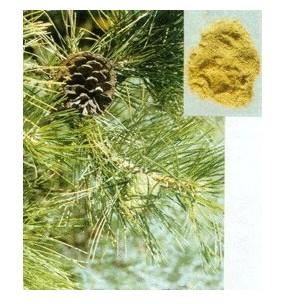 大量松花粉圖片