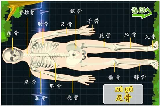 供應(yīng)VCM仿真實驗幼兒科普N人體的骨骼