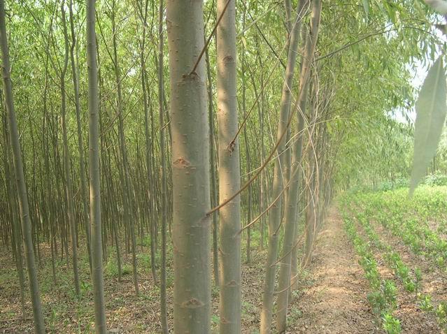 河北最大速生柳基地圖片