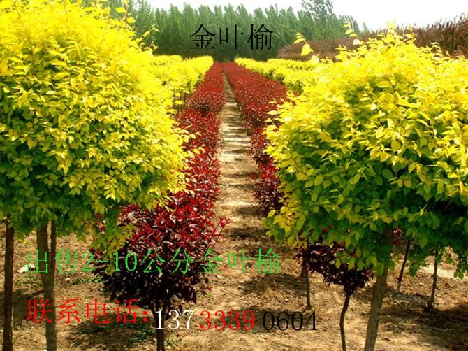 供應現(xiàn)*熱銷金葉榆中華金葉榆