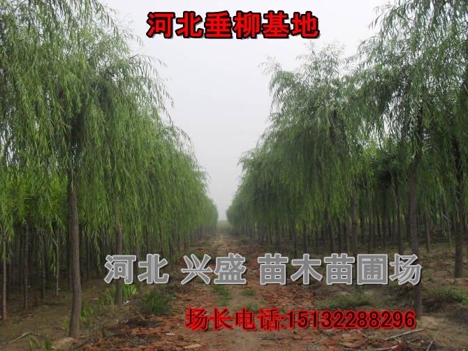 平頭垂柳圖片