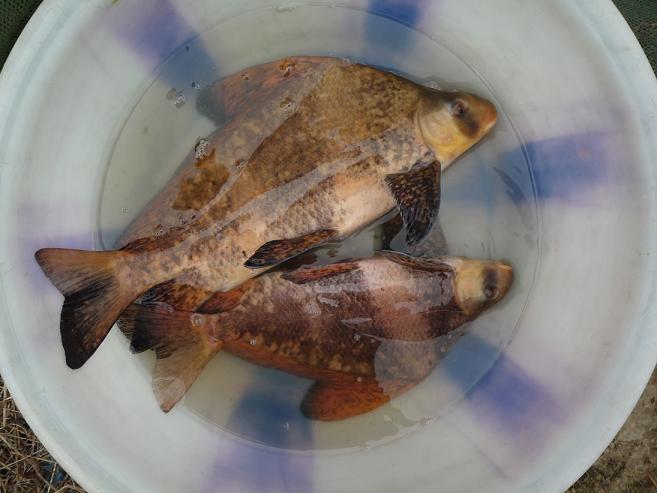 廣東中華胭脂魚苗批發(fā)價(jià) 廣東優(yōu)質(zhì)中華胭脂魚苗價(jià)格