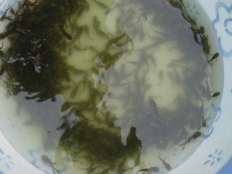 大量供應(yīng)優(yōu)質(zhì)*黃古丁水花