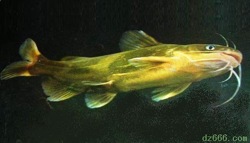 大量供應(yīng)優(yōu)質(zhì)*黃桑魚水花