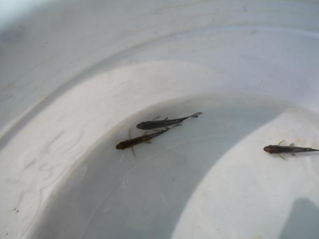 墨鯉規(guī)格苗圖片