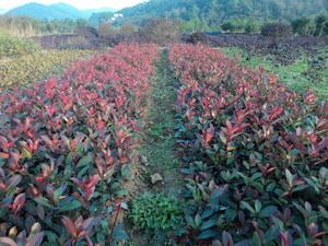 供應小葉紅葉石楠，小葉紅葉石楠價格，小葉紅葉石楠插扦苗，湖南紅葉石楠