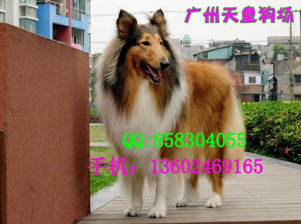 广州广州哪里有卖苏牧犬 广州什么地方有卖苏牧犬 广州哪有卖苏牧犬