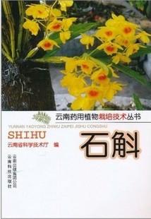 供应石斛又名铁皮石斛紫皮石斛霍山石斛金钗石斛兰大棚温室栽培技术