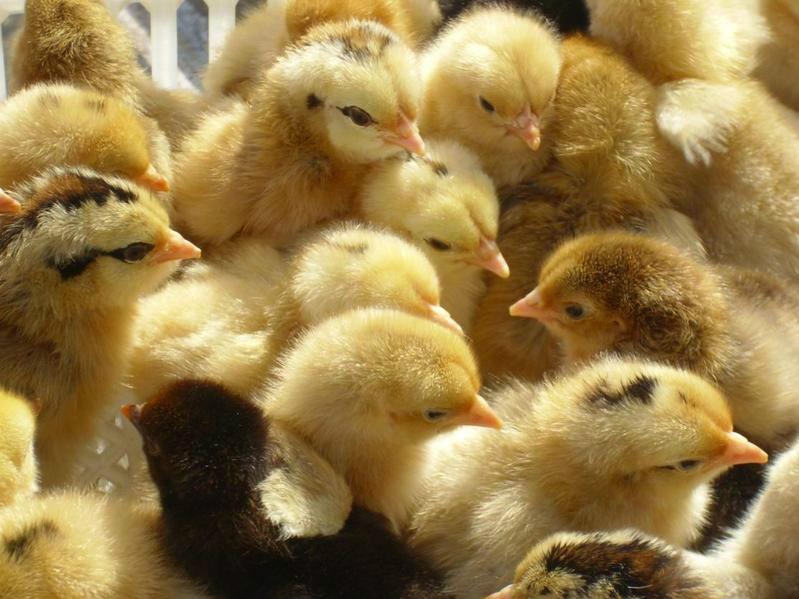 青腳土雞苗/黃腳土雞苗/黑腳土雞苗 雞苗 //