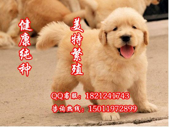 广州哪里有卖狗广州哪里有卖宠物狗金毛犬广州什么地方有卖金毛犬