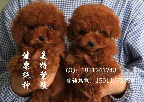 广州狗场 广州泰迪熊犬 广州泰迪熊犬价格 泰迪熊哪里有卖想买泰迪