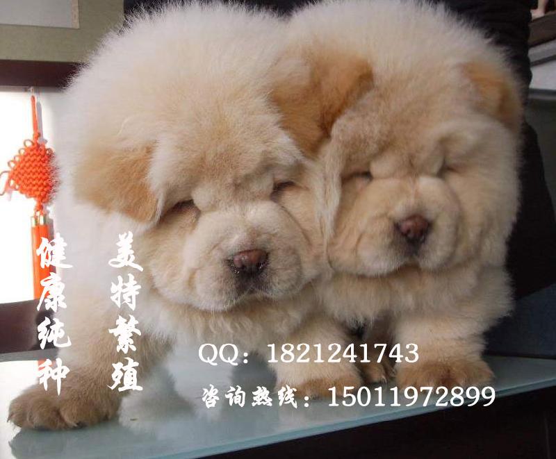 广州哪里的松狮犬最好养图片