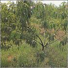 供應(yīng)山西運(yùn)城刺槐樹(shù)基地，刺槐樹(shù)價(jià)格，刺槐樹(shù)銷(xiāo)售