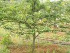 供應(yīng)梨樹苗、太原梨樹苗批發(fā)價、山西梨樹苗批發(fā)價、大同梨樹苗基地