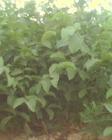 供應山東蘋果苗早熟1號紅將軍供應商