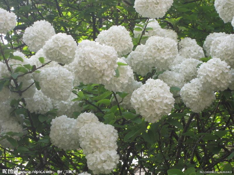 供应木绣球琼花八仙花斗球绣球花图片