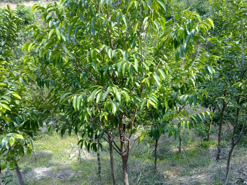 供應白木香樹報價