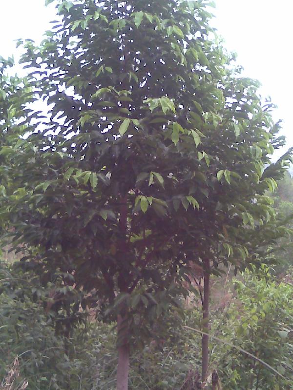 供應(yīng)化州白木香樹(shù)