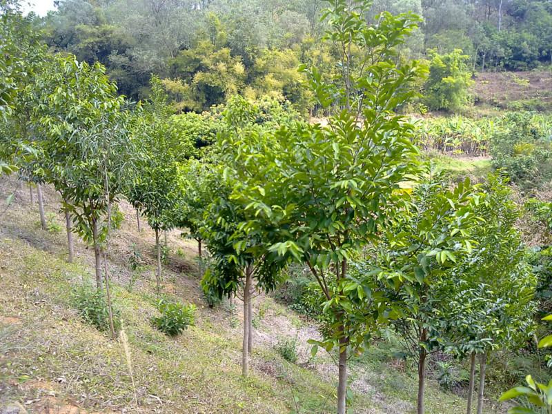 供應(yīng)廣東白木香樹價格