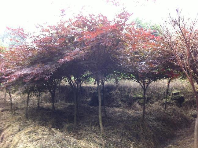 供應(yīng)金葉女貞基地