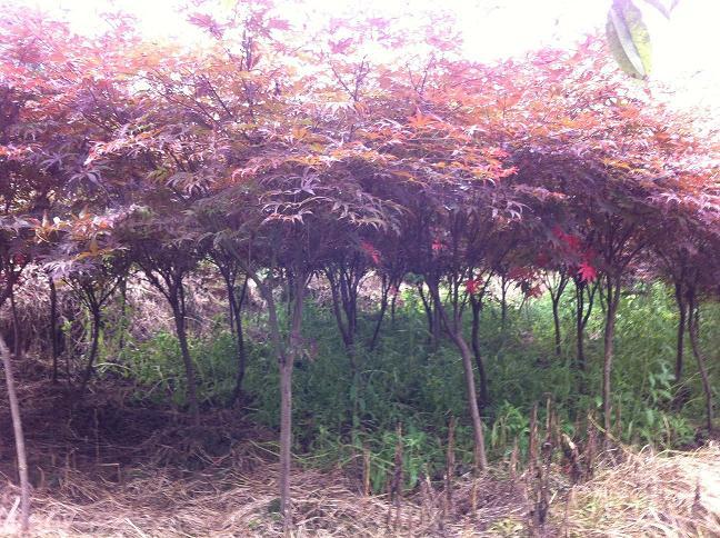 供應(yīng)重慶花卉苗木批發(fā)基地出售夏鵑