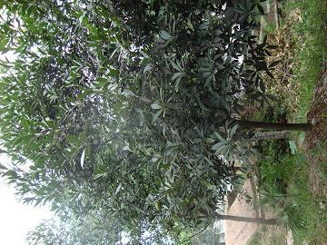 供應(yīng)重慶海桐球基地