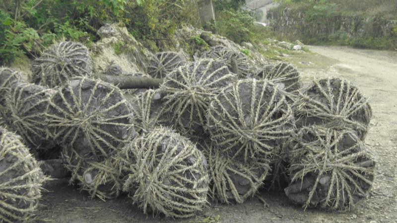 供應(yīng)香樟欒樹湖北廣玉蘭批發(fā)