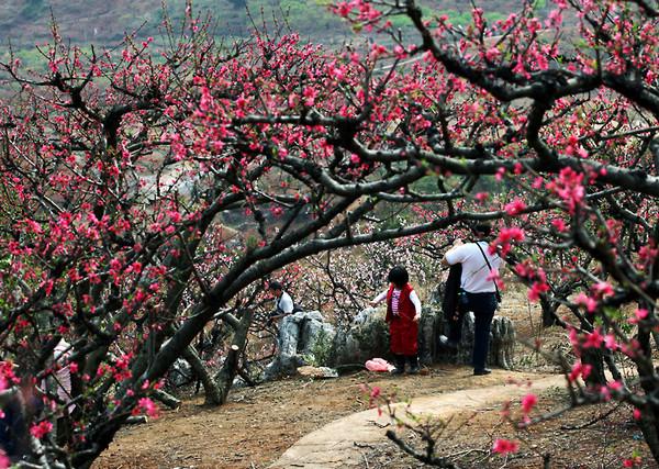 2月25日26日深圳户外活动,春暖花开 连平上坪桃花山 踏春赏桃花