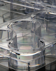 供應(yīng)細(xì)胞培養(yǎng)板細(xì)胞培養(yǎng)干細(xì)胞