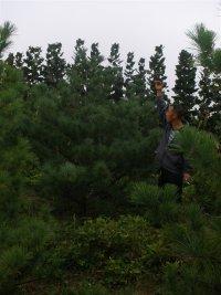 供應(yīng)山西*蘋果基地