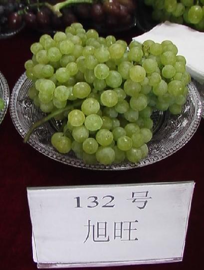 供應(yīng)出售夏黑葡萄苗，七臺(tái)河出售夏黑葡萄苗，訥河出售葡萄苗，夏黑葡萄苗