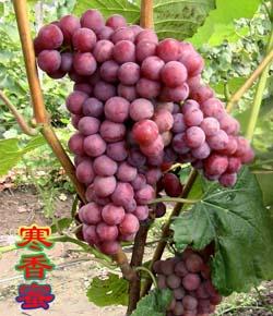 供應(yīng)吉林出售茉莉香葡萄苗，*香，貝達(dá)苗，果樹(shù)苗，吉林天成葡萄苗基地