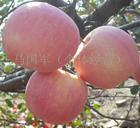 供應(yīng)山東紅富士蘋果大量出售紅富士蘋果