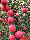 供應(yīng)山東紅嘎啦蘋果價格-山東紅嘎啦蘋果批發(fā)