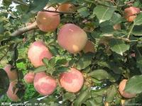 供應山東紅嘎啦/山東紅嘎啦蘋果/山東紅嘎啦蘋果價格