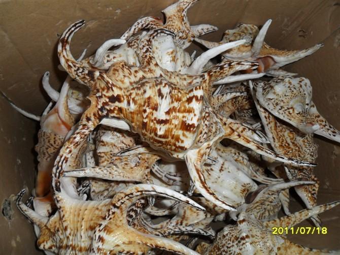 供應萬寶螺，貝殼海螺，貝殼原料，加工貝殼工藝品