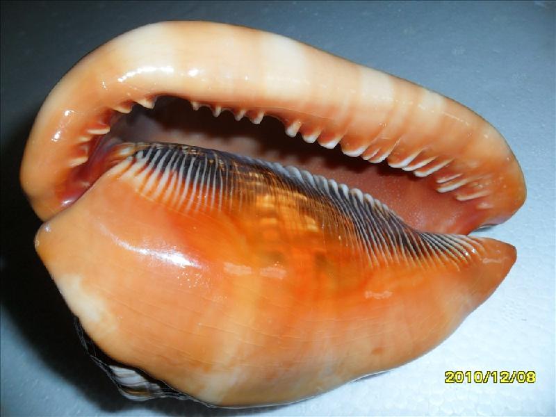 供應萬寶螺，貝殼海螺，貝殼原料，加工貝殼工藝品