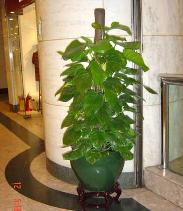 供應(yīng)綠植租擺辦公室綠植